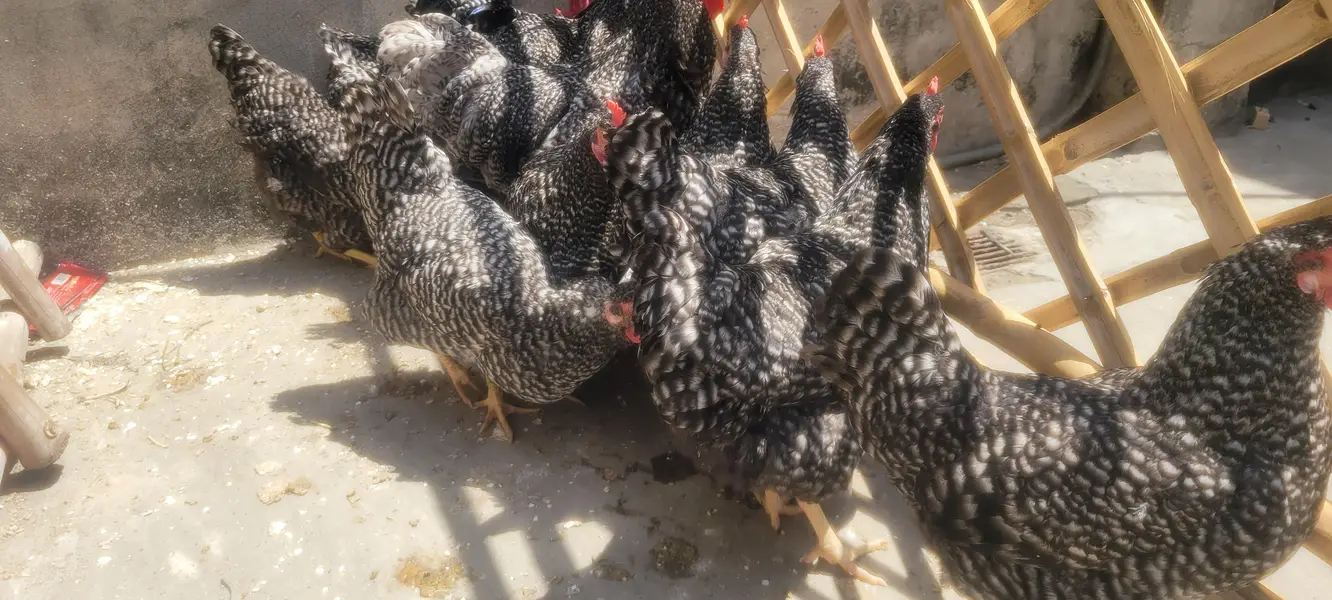 plymouth hen — photo 4