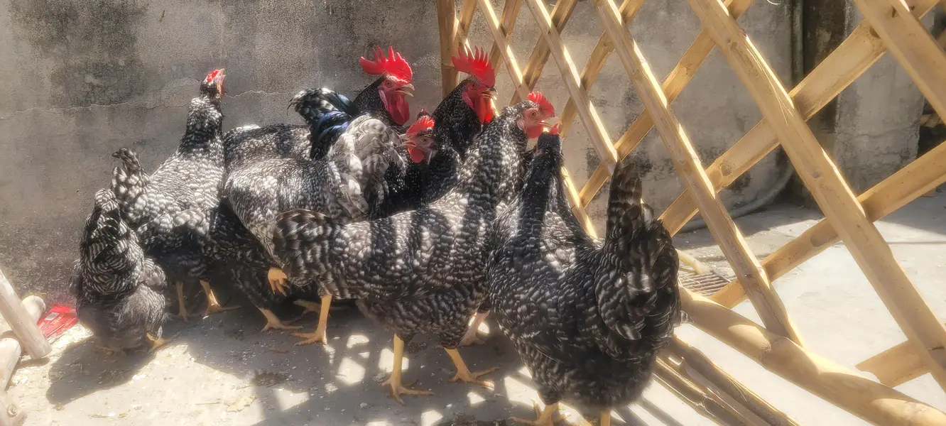 plymouth hen — photo 5