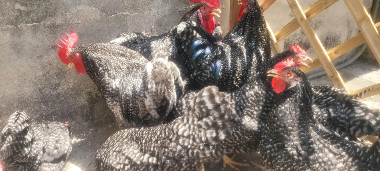 plymouth hen — photo 6