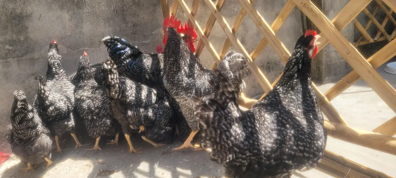 plymouth hen — photo 7