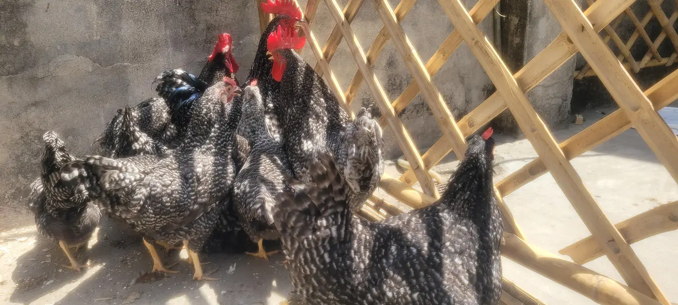 plymouth hen — photo 8