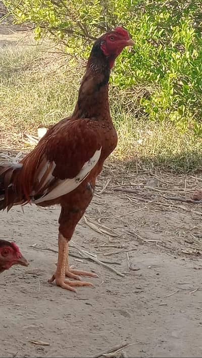 Peala jit par breed