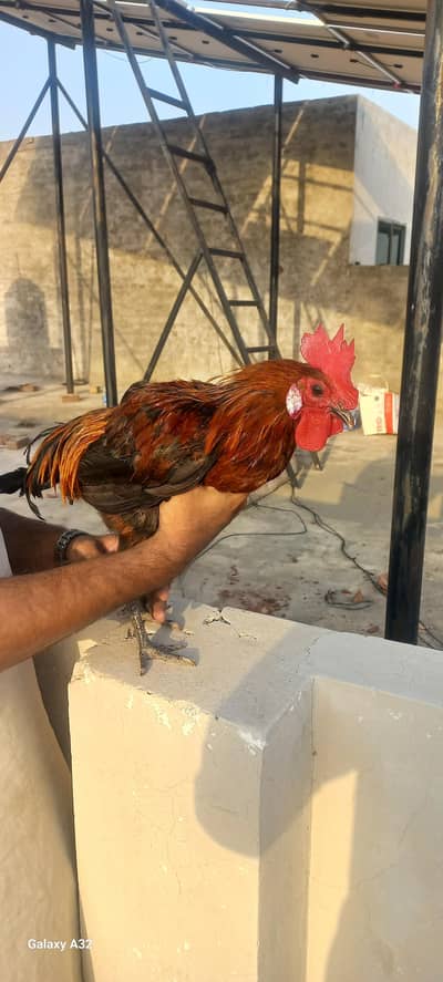 MAGISTIC MUSCULAR ROOSTER