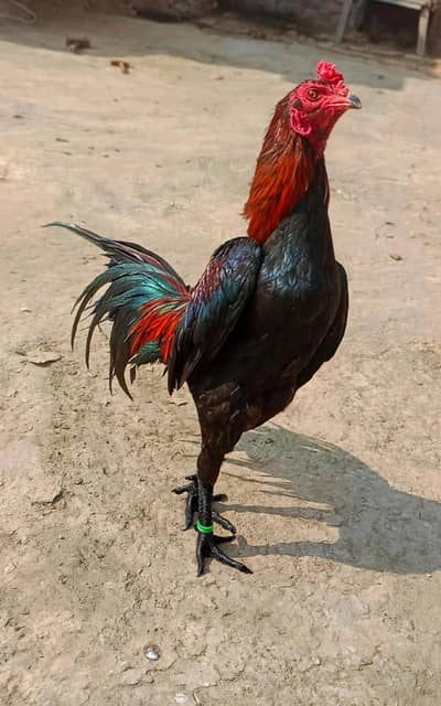 HeERa Long Hight Breader murgi