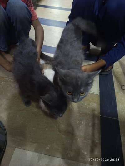 cats for sale