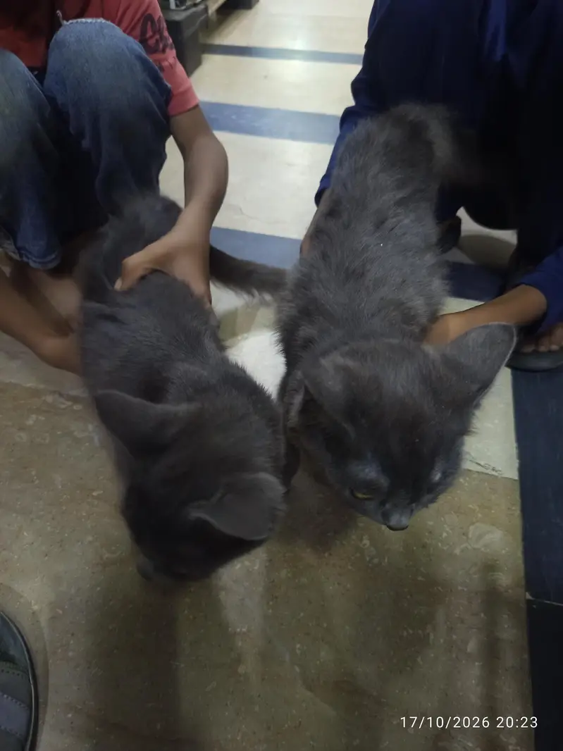 cats for sale — photo 2