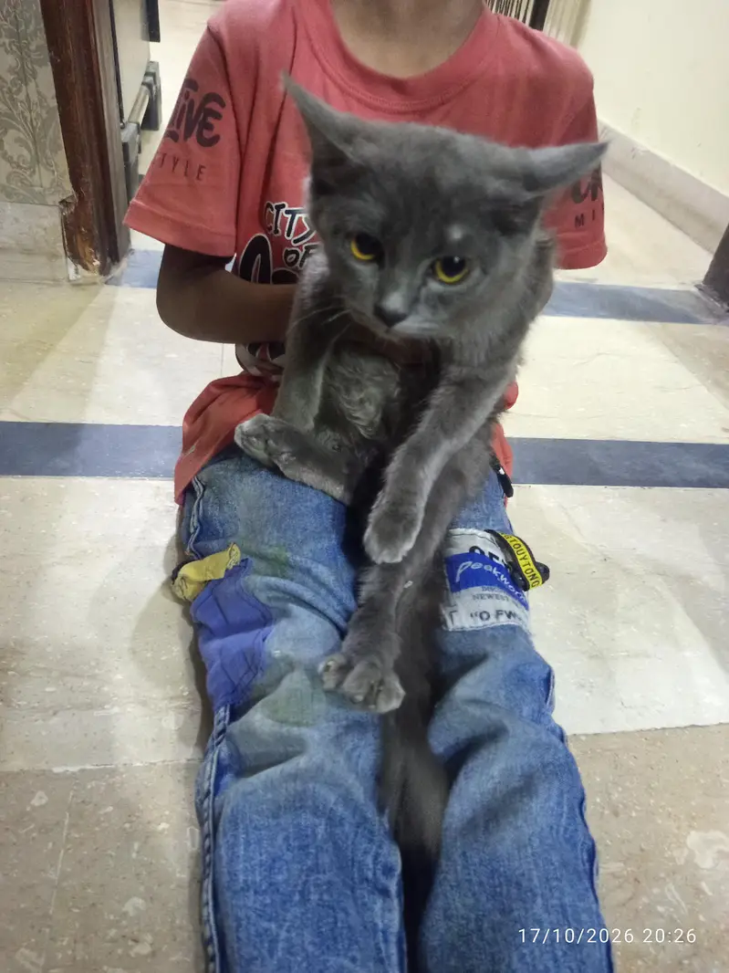 cats for sale — photo 3