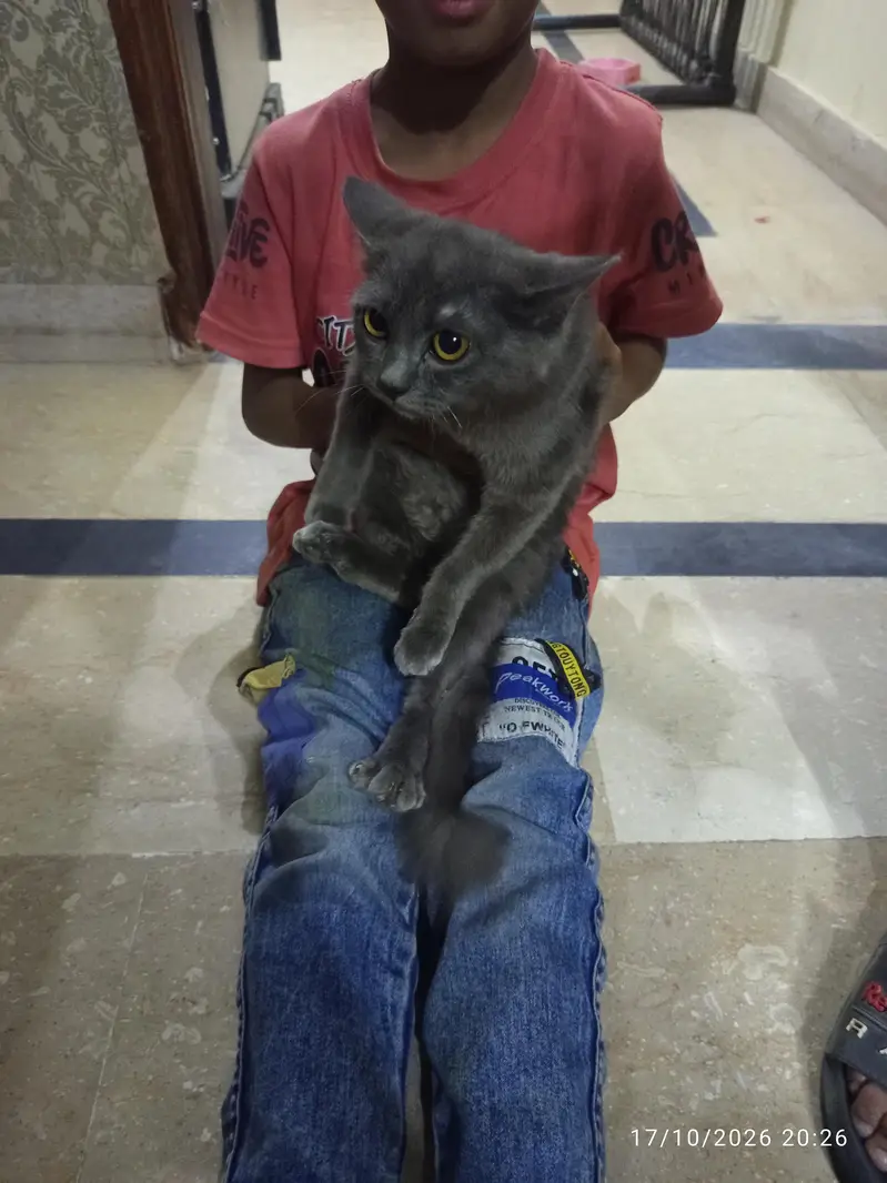 cats for sale — photo 4