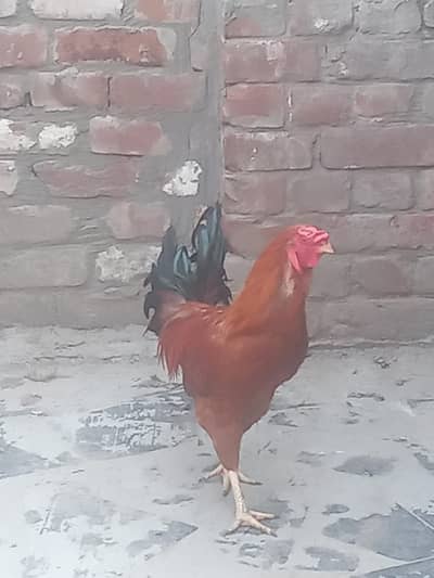 aseel mesri murga  or murgi  jo egg de rahi hai