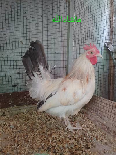 Fancy Cock/ Male