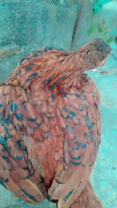 aseel hens phatha phatia chick's full active