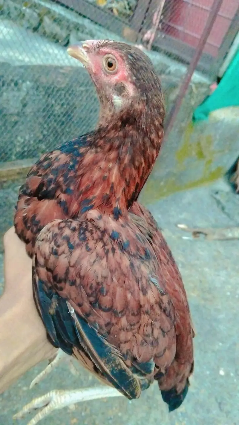 aseel hens phatha phatia chick's full active — photo 2