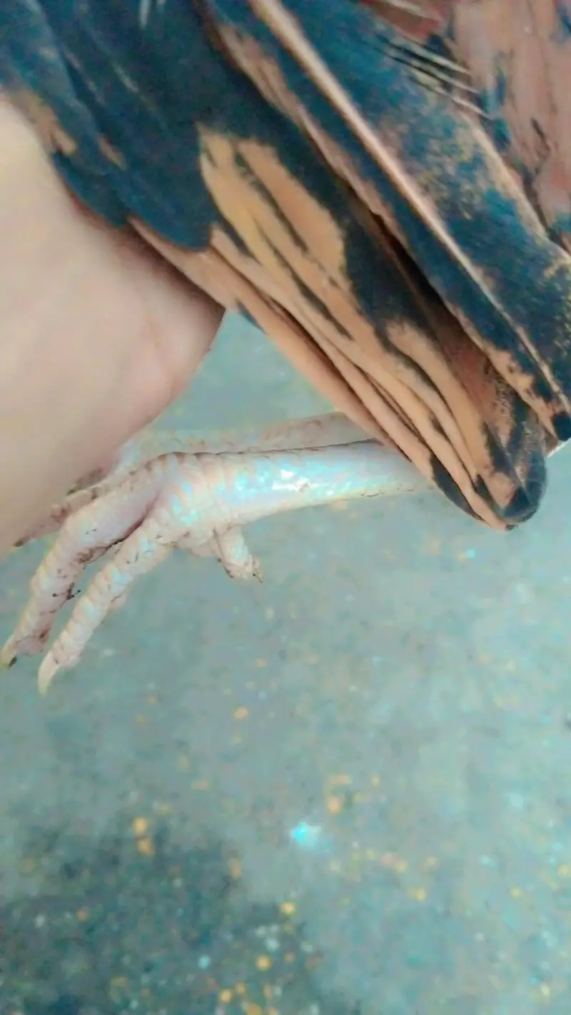 aseel hens phatha phatia chick's full active — photo 3