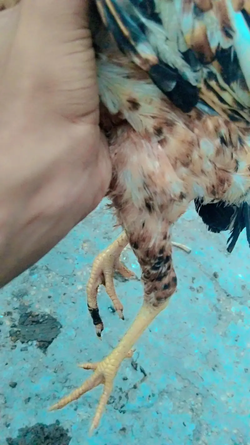 aseel hens phatha phatia chick's full active — photo 4