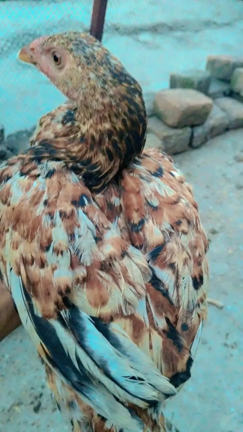 aseel hens phatha phatia chick's full active — photo 5