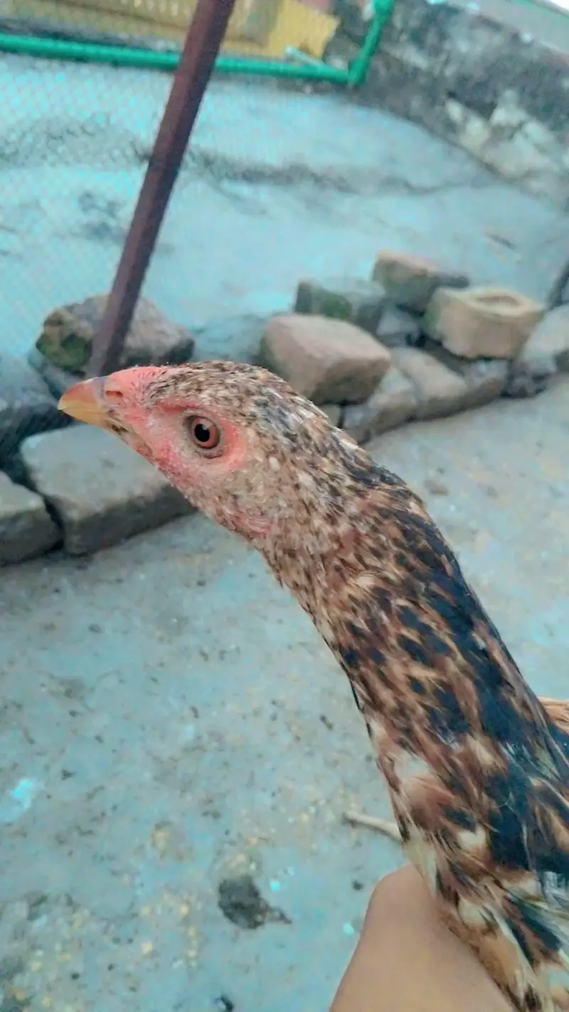aseel hens phatha phatia chick's full active — photo 6