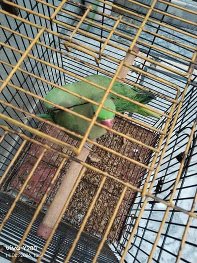 Raw Pahardi Pair for sale