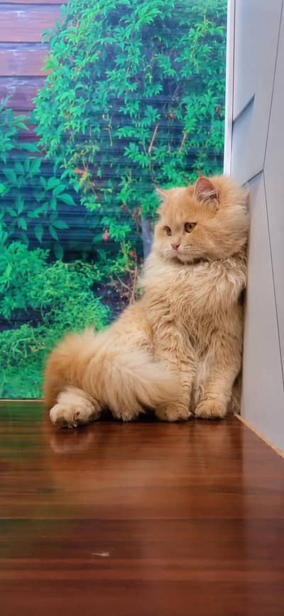 beautiful cat for sail  triple coat