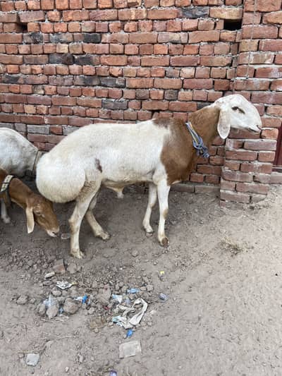 talagang dumbay for sale