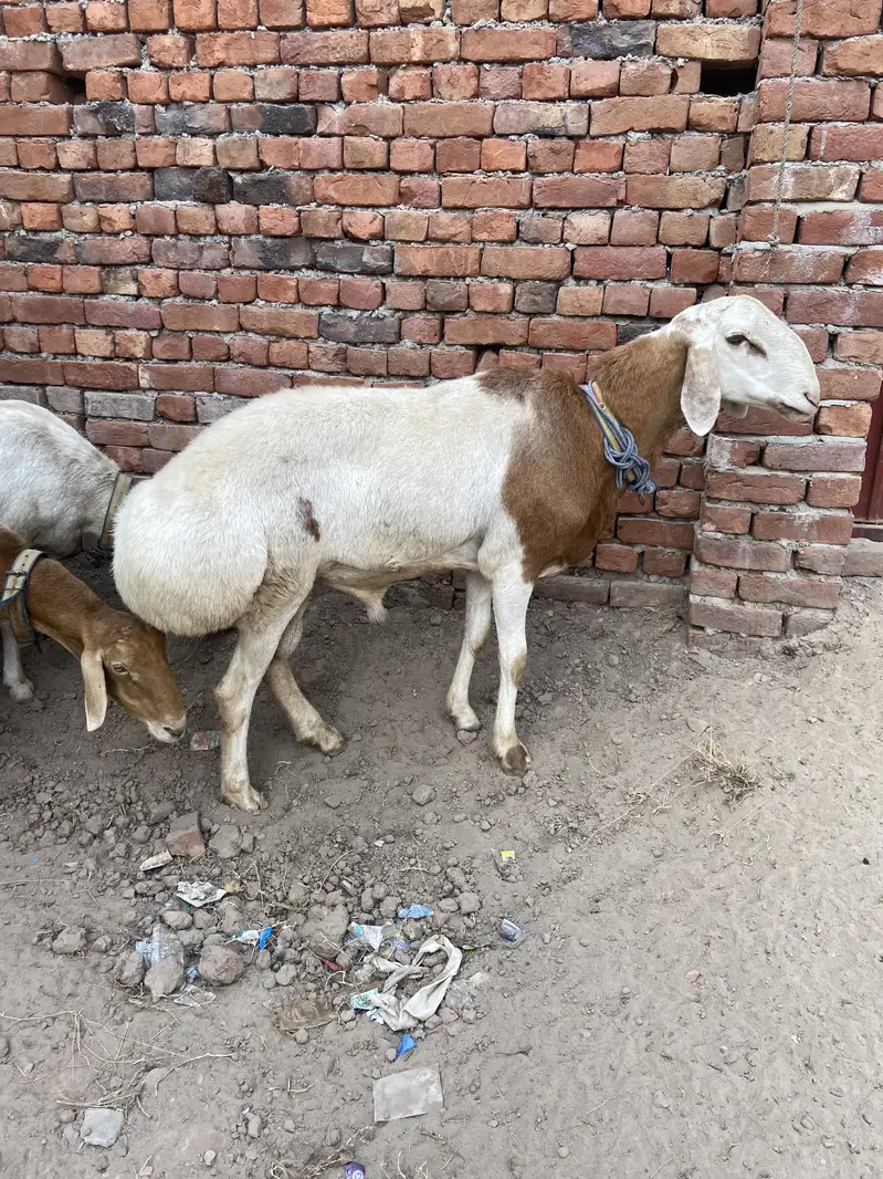 talagang dumbay for sale