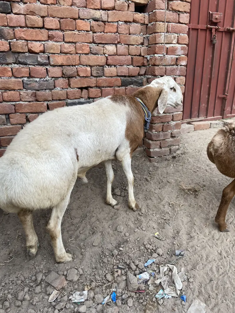 talagang dumbay for sale — photo 2