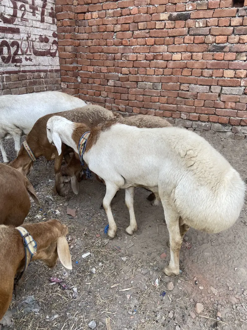 talagang dumbay for sale — photo 3
