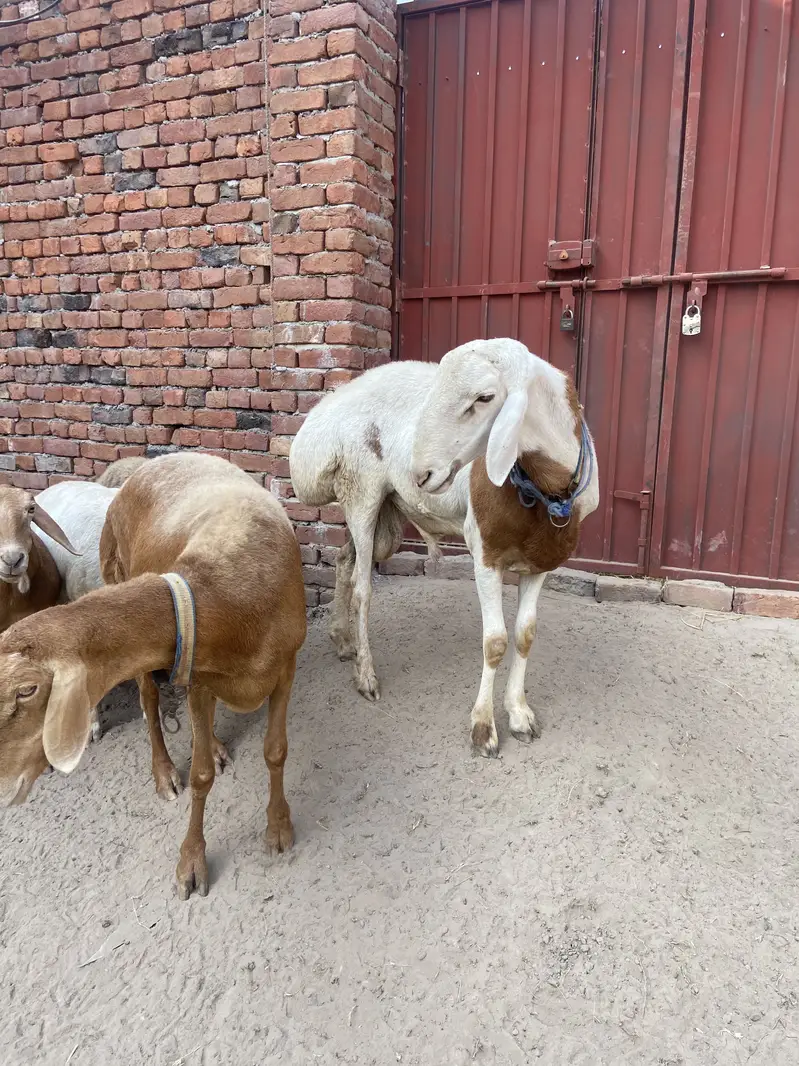 talagang dumbay for sale — photo 4