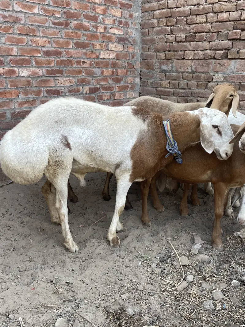 talagang dumbay for sale — photo 5