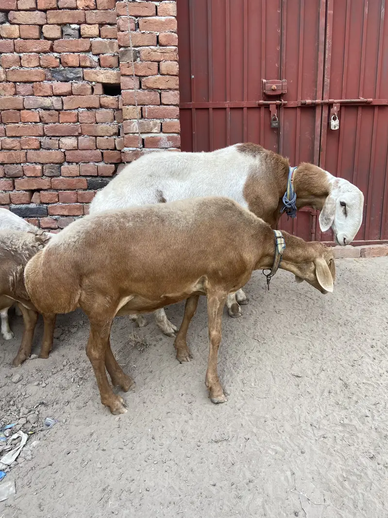 talagang dumbay for sale — photo 6