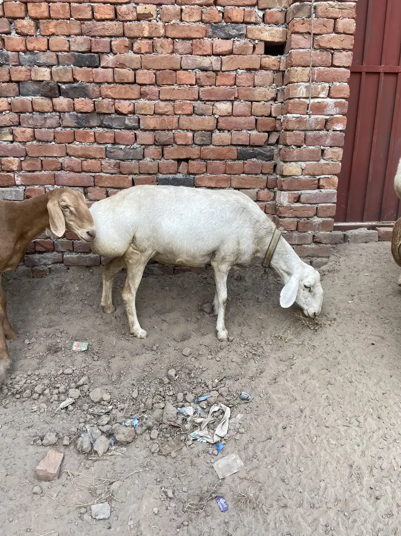 talagang dumbay for sale — photo 7