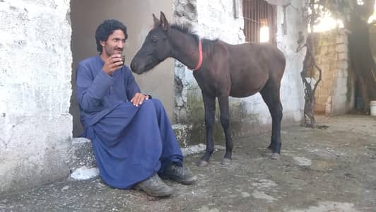 black baby horse