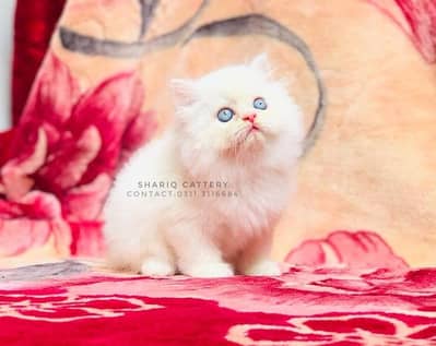 imported quality persian kittens