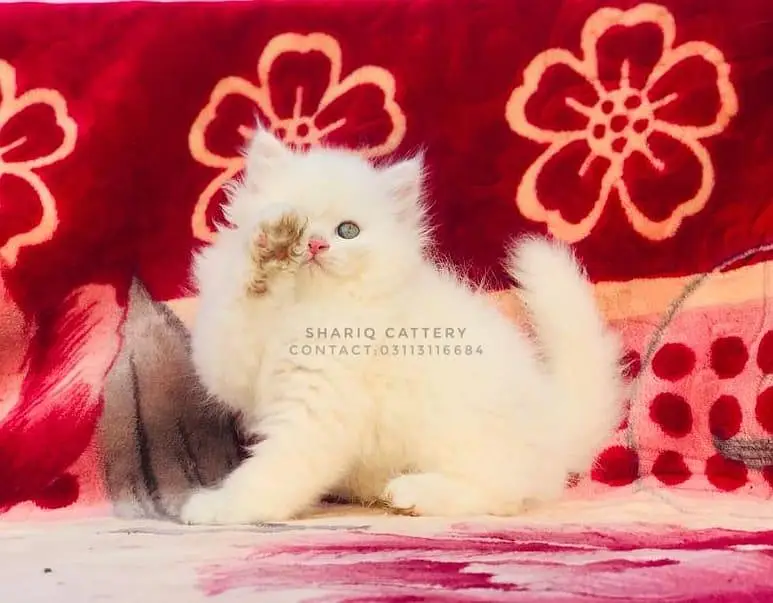imported quality persian kittens — photo 3