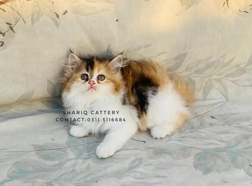 imported quality persian kittens — photo 4