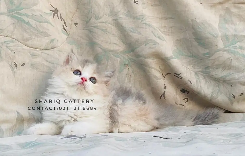 imported quality persian kittens — photo 5