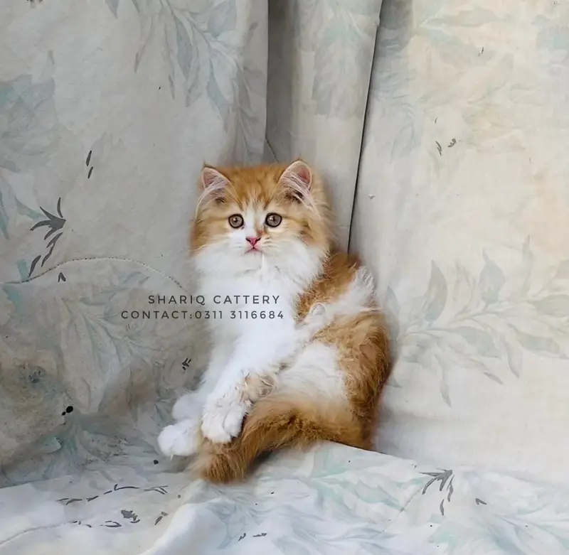imported quality persian kittens — photo 6