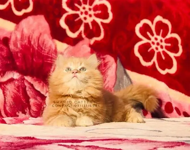 imported quality persian kittens — photo 11