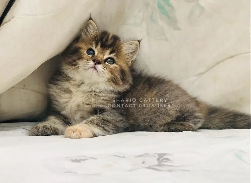 imported quality persian kittens — photo 12