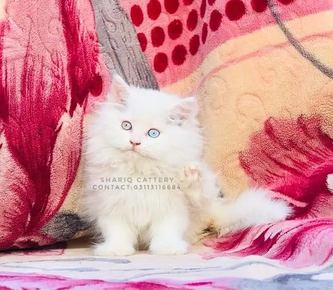 imported quality persian kittens — photo 3