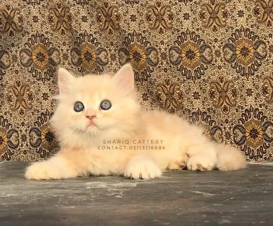 imported quality persian kittens — photo 4