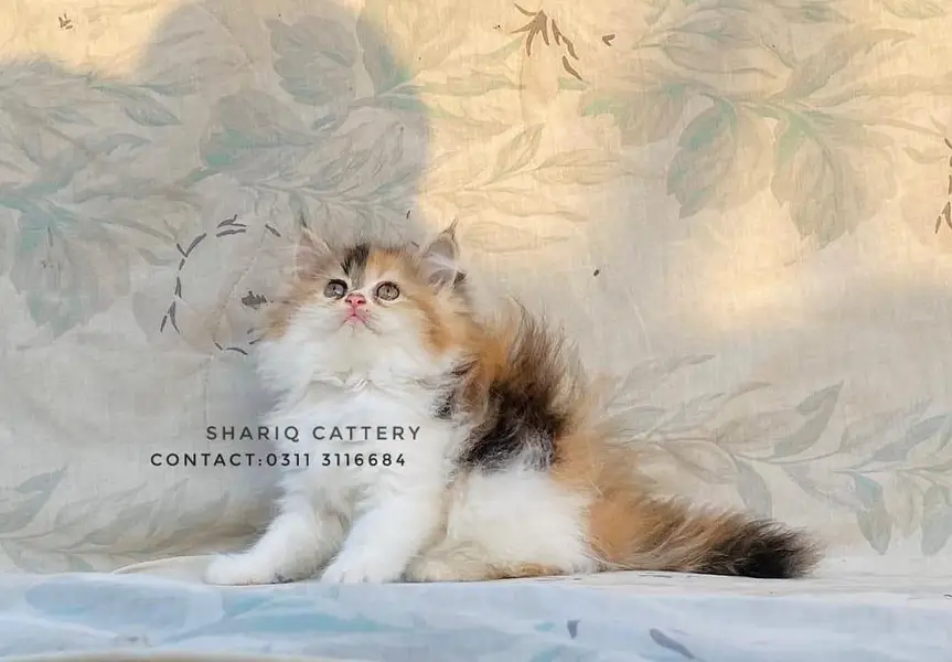 imported quality persian kittens — photo 5