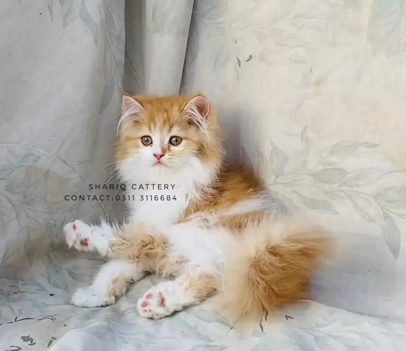 imported quality persian kittens — photo 7