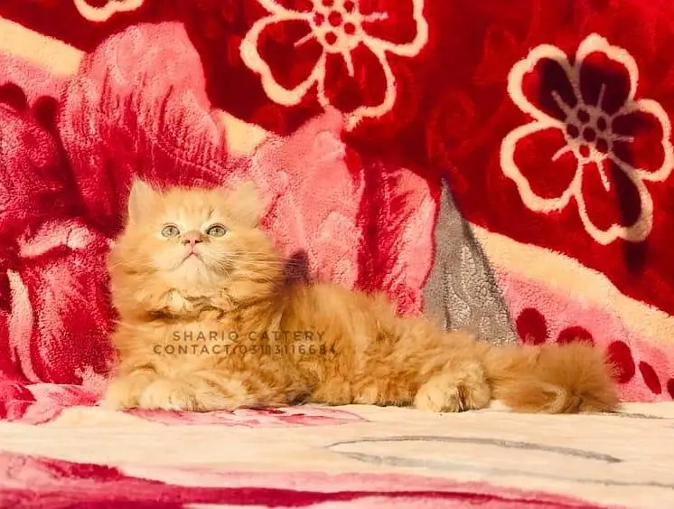 imported quality persian kittens — photo 8