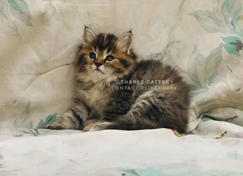 imported quality persian kittens — photo 9