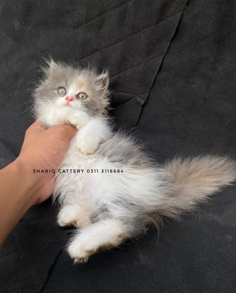 imported quality persian kittens — photo 10