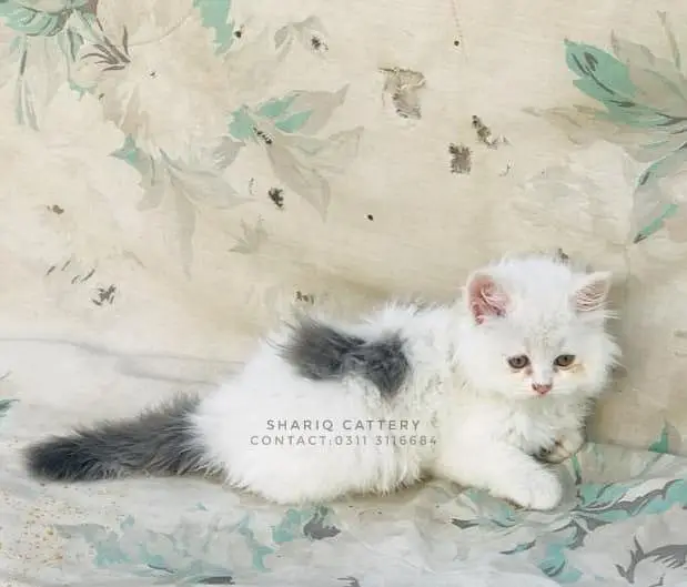 imported quality persian kittens — photo 11
