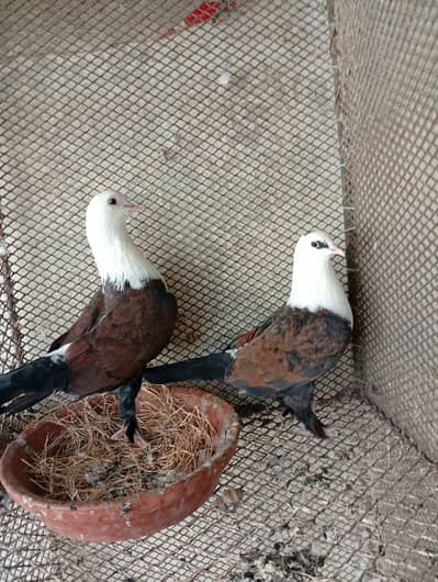karbalai and Gola kabutar for sale