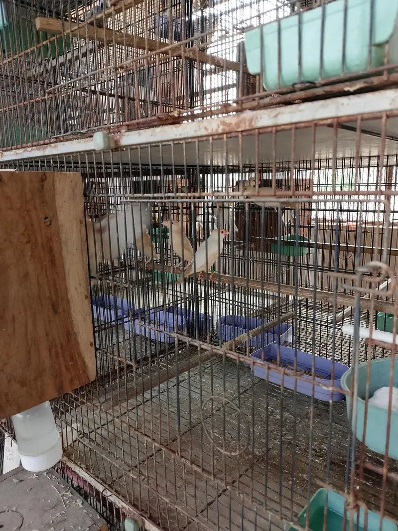 pastal fawn java visual pathey for sale. — photo 2
