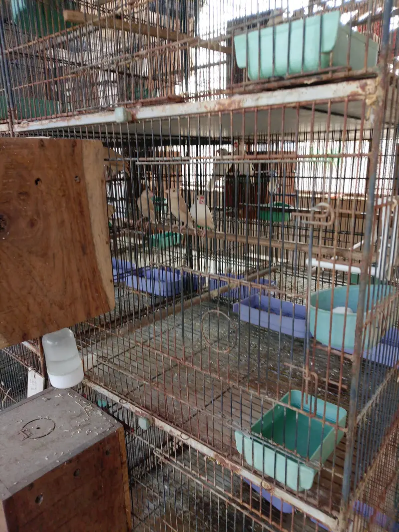 pastal fawn java visual pathey for sale. — photo 3