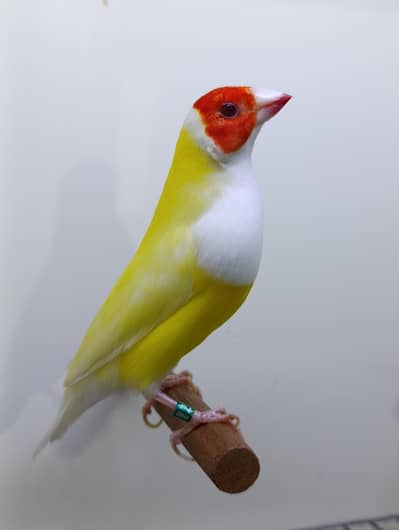 Gouldian Finches